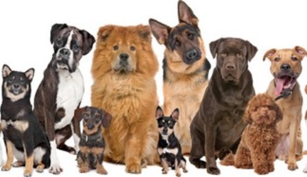 MutzCutz, multiple dogs of all shapes and sizes