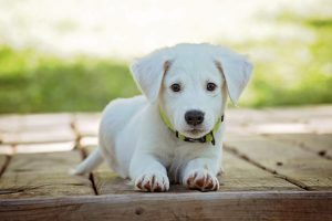 Custom Services - Puppy Groom